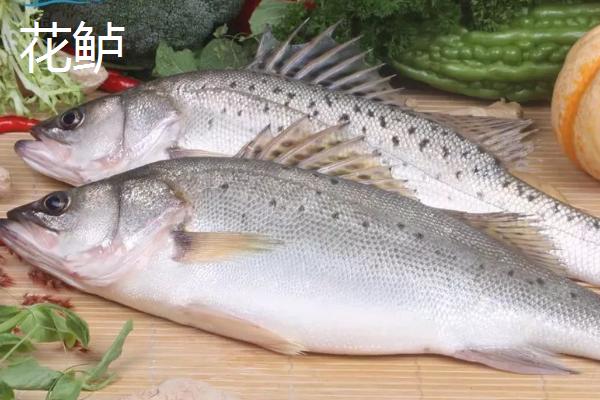 鲈鱼和鳜鱼有什么区别,鲈鱼属于真鲈科、鳜鱼属于鮨科