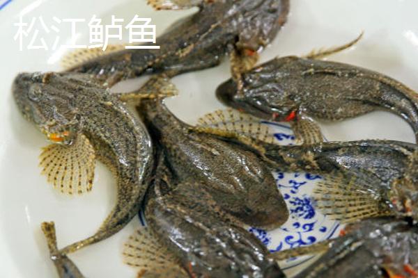 鲈鱼和鳜鱼有什么区别,鲈鱼属于真鲈科、鳜鱼属于鮨科