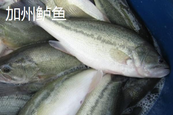 鲈鱼和鳜鱼有什么区别,鲈鱼属于真鲈科、鳜鱼属于鮨科