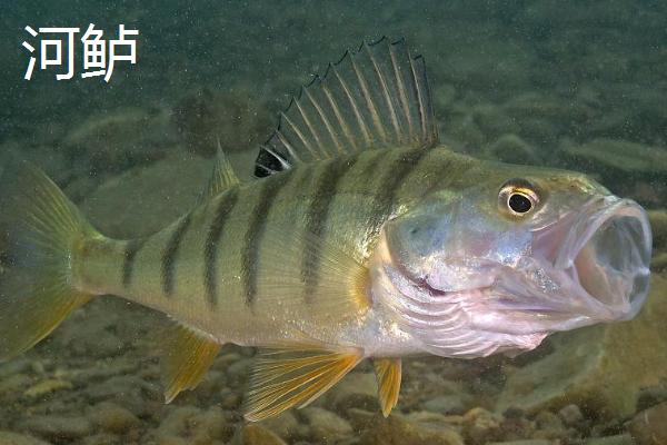 鲈鱼和鳜鱼有什么区别,鲈鱼属于真鲈科、鳜鱼属于鮨科
