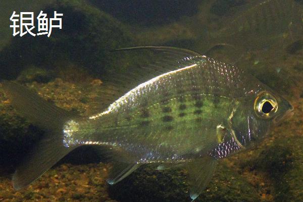 鲈鱼和鳜鱼有什么区别,鲈鱼属于真鲈科、鳜鱼属于鮨科