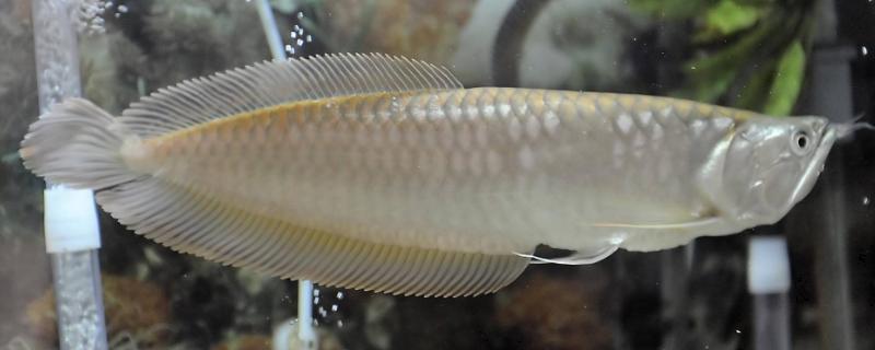 银龙鱼怎么养