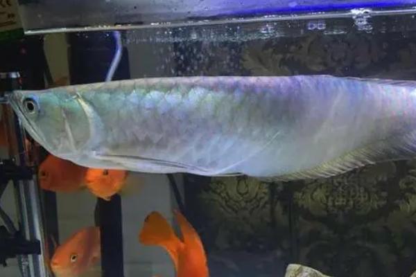 银龙鱼怎么养,将水温保持在25-28℃之间