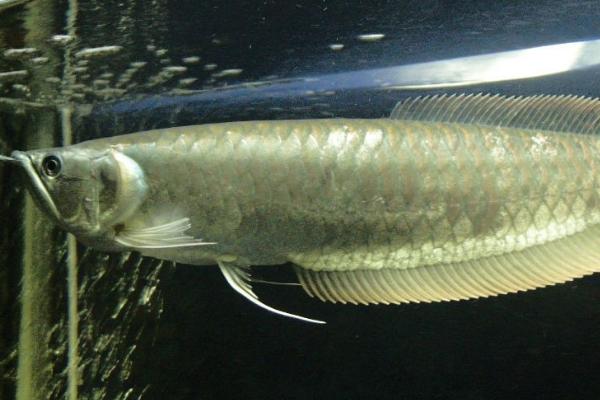 银龙鱼怎么养,将水温保持在25-28℃之间