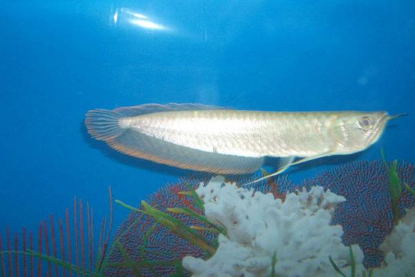 银龙鱼怎么养,将水温保持在25-28℃之间