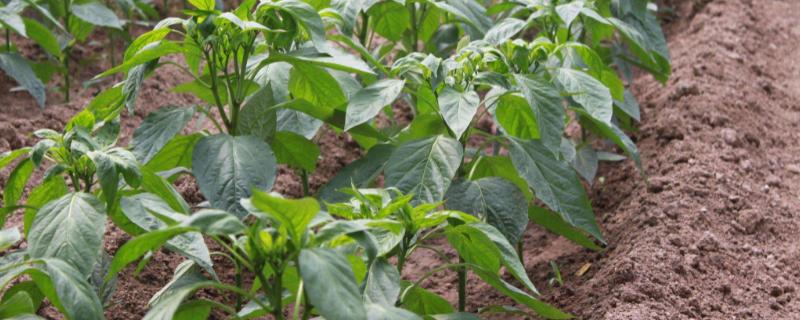 辣椒露地定植要点