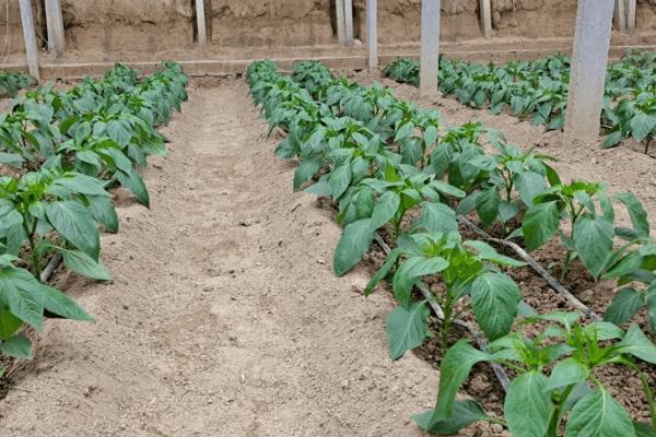 辣椒露地定植要点，需开沟灌水后再栽种幼苗