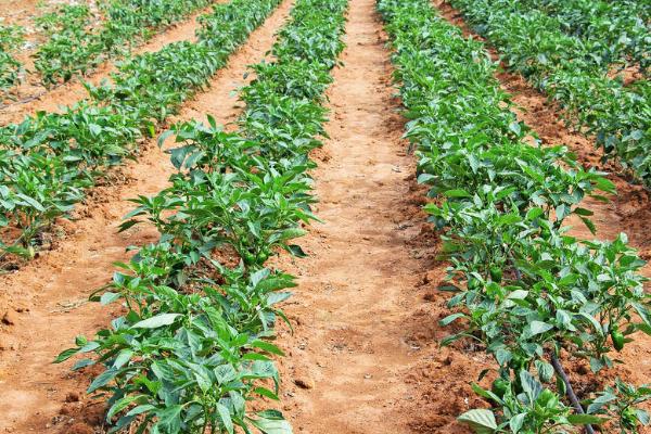 辣椒露地定植要点，需开沟灌水后再栽种幼苗