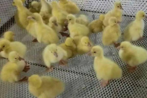 怎么养鹅,需做好开食、温湿度控制等工作