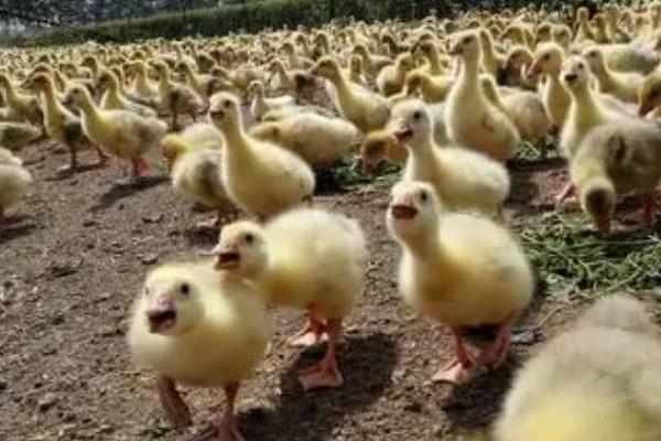 怎么养鹅,需做好开食、温湿度控制等工作