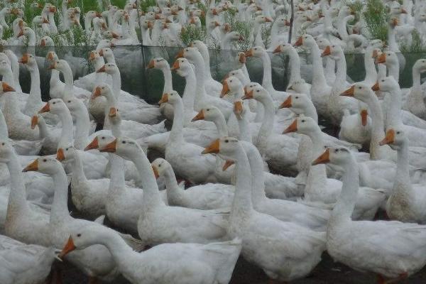 怎么养鹅,需做好开食、温湿度控制等工作