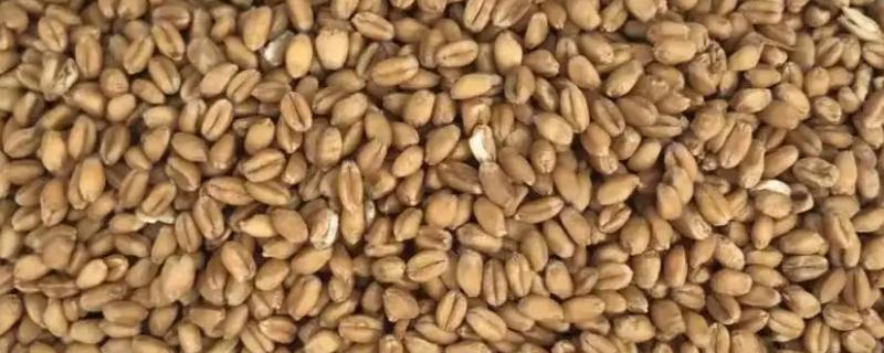 小麦种子可以用几年