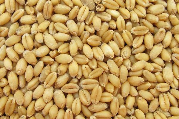 小麦种子可以用几年,可以用3-5年