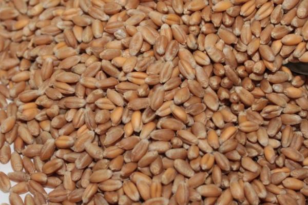 小麦种子可以用几年,可以用3-5年