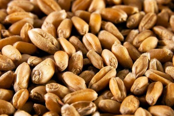 小麦种子可以用几年,可以用3-5年