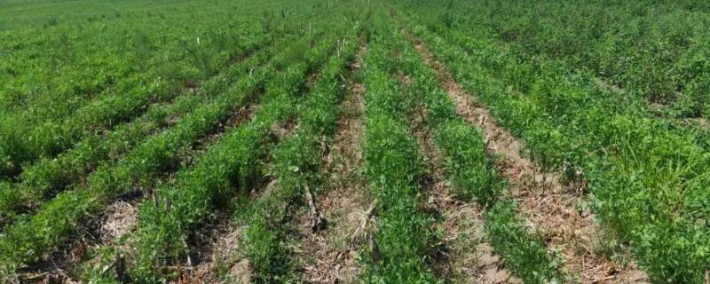 一年一收的药材有哪些