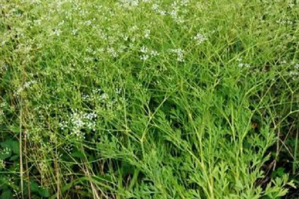 一年一收的药材有哪些,包括防风、白芷、猫爪草等品种