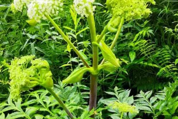 一年一收的药材有哪些,包括防风、白芷、猫爪草等品种