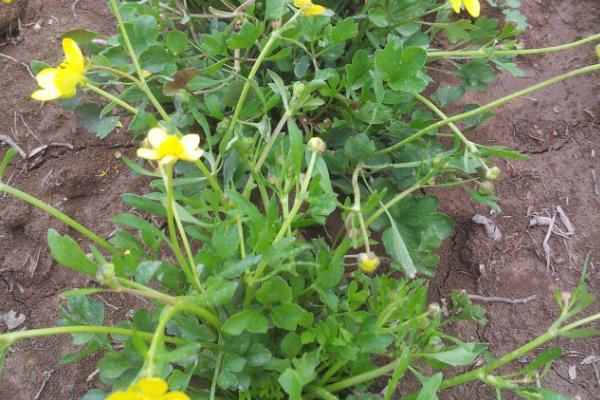 一年一收的药材有哪些,包括防风、白芷、猫爪草等品种