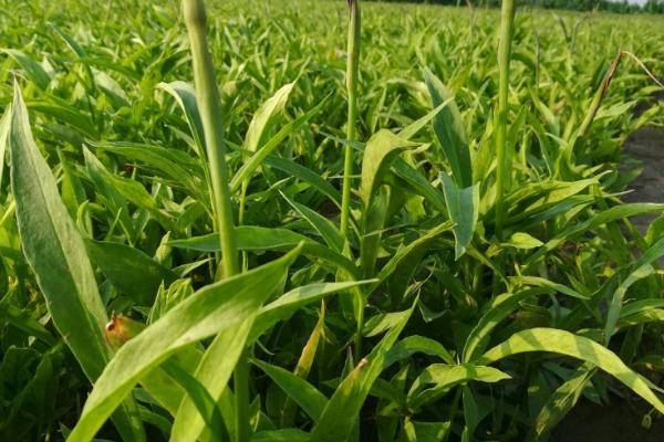 一年一收的药材有哪些,包括防风、白芷、猫爪草等品种