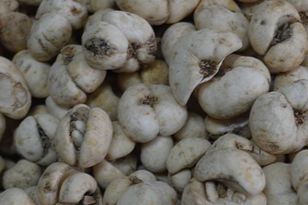 一年一收的药材有哪些,包括防风、白芷、猫爪草等品种