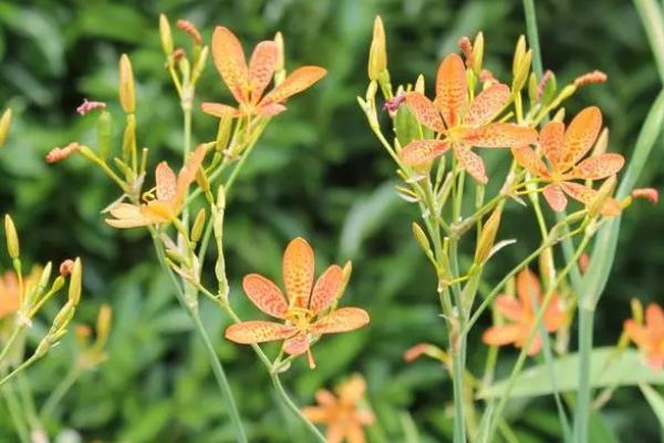 一年一收的药材有哪些,包括防风、白芷、猫爪草等品种