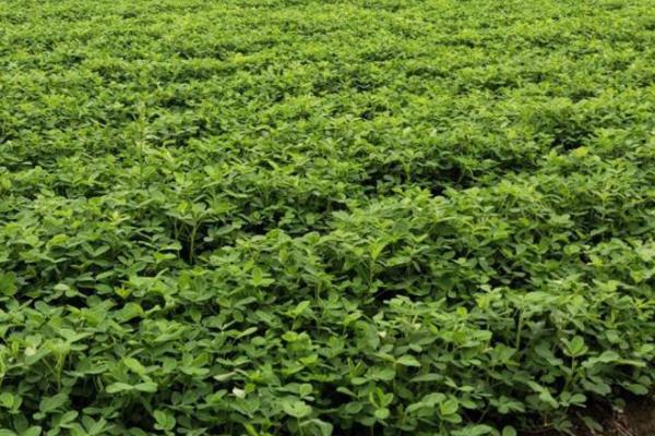 产量总指数计算公式,Iq=∑p0q1/∑p0q0