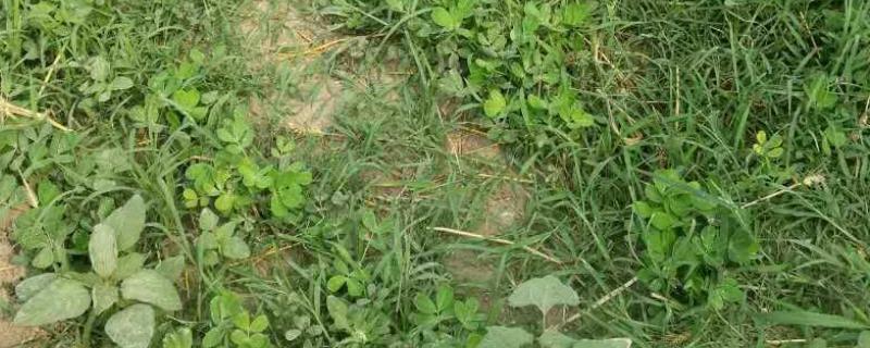 花生田杂草种类
