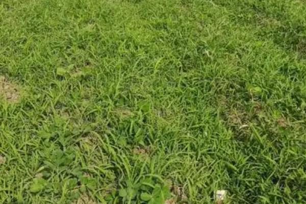 花生田杂草种类,主要有禾本科杂草、阔叶杂草和莎草科杂草