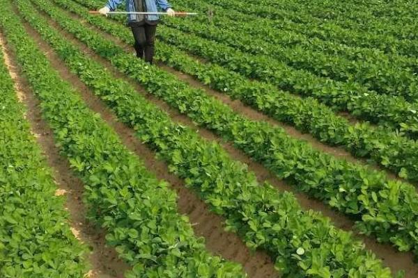 花生田杂草种类,主要有禾本科杂草、阔叶杂草和莎草科杂草