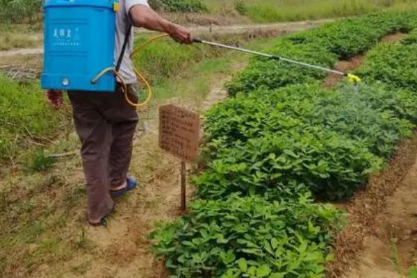 花生田杂草种类,主要有禾本科杂草、阔叶杂草和莎草科杂草