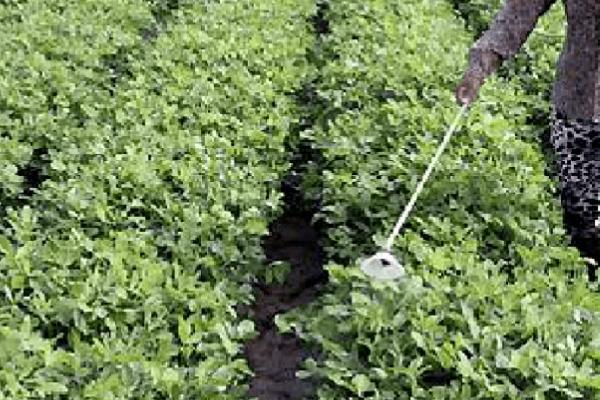 花生田杂草种类,主要有禾本科杂草、阔叶杂草和莎草科杂草