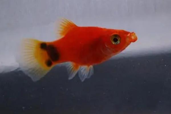 米奇鱼的寿命,一般可存活2-3年左右