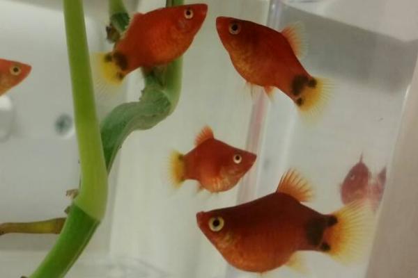 米奇鱼的寿命,一般可存活2-3年左右