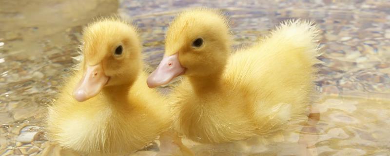 怎么能让鸭子安静下来