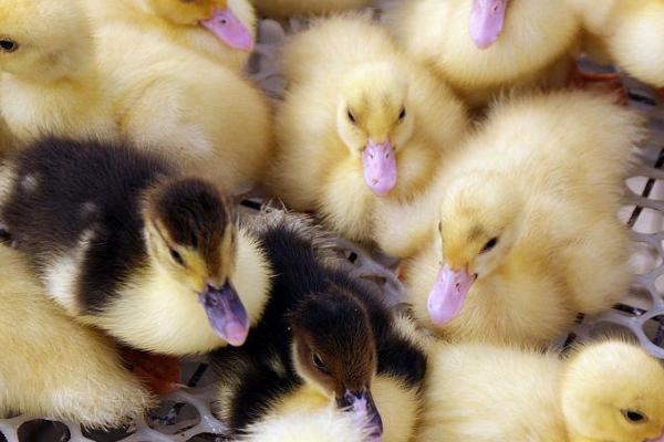 怎么能让鸭子安静下来,需要找准原因