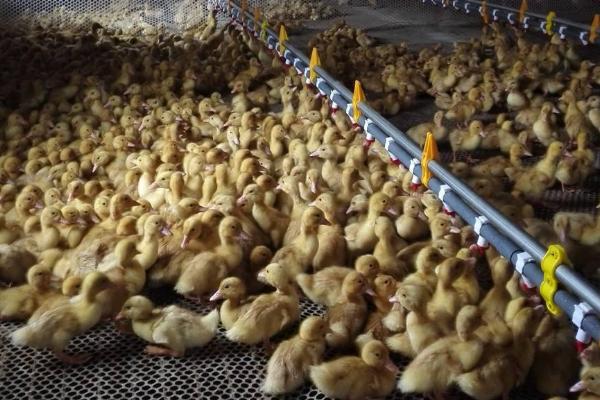 怎么能让鸭子安静下来,需要找准原因