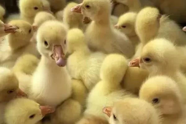 怎么能让鸭子安静下来,需要找准原因