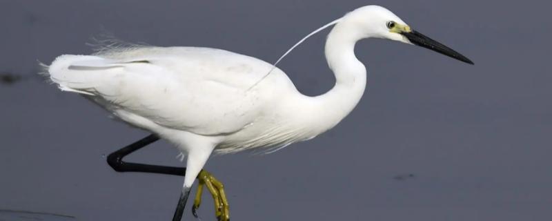 白鹭喜欢吃什么鱼