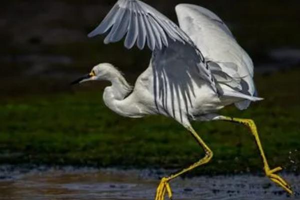 白鹭喜欢吃什么鱼，常捕食浅水中的小鱼