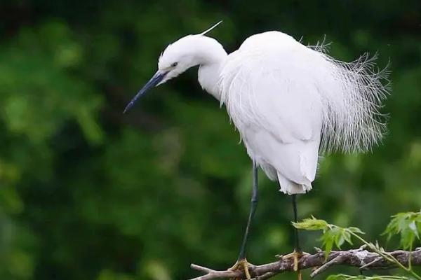 白鹭喜欢吃什么鱼，常捕食浅水中的小鱼