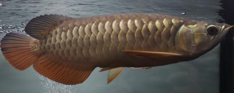 养龙鱼需要加温吗