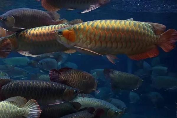 养龙鱼需要加温吗,冬天气温低才需要加温