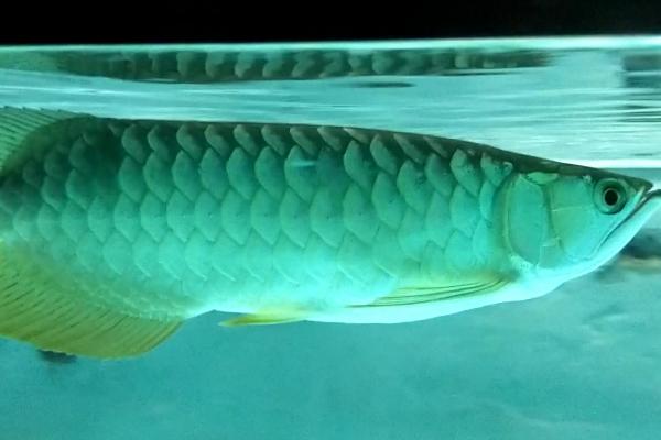 养龙鱼需要加温吗,冬天气温低才需要加温