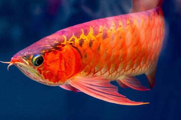 养龙鱼需要加温吗,冬天气温低才需要加温