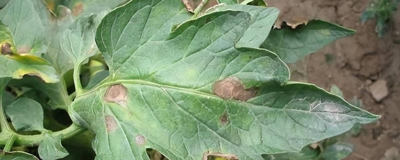 番茄早疫病相关介绍