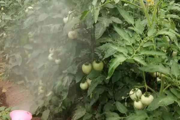 番茄早疫病相关介绍，发病时叶片会出现水渍状暗褐色病斑