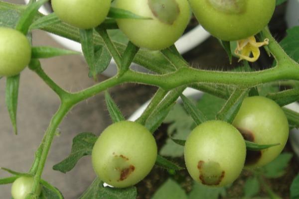 番茄早疫病相关介绍，发病时叶片会出现水渍状暗褐色病斑