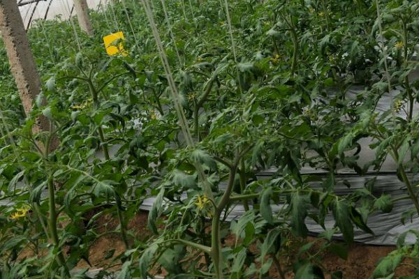 番茄早疫病相关介绍，发病时叶片会出现水渍状暗褐色病斑