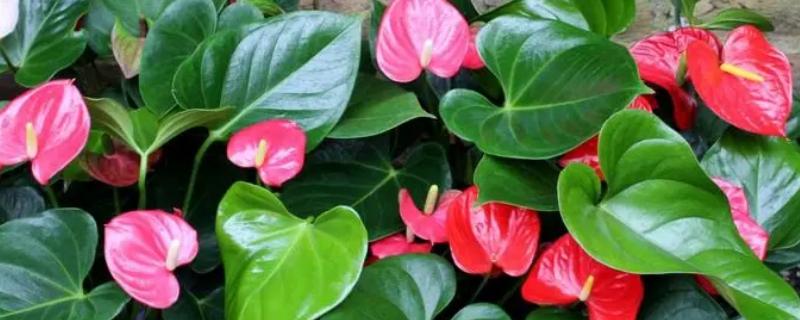 火鹤花怎么养殖